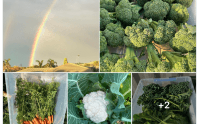 Bayfair Foodbank Garden