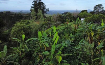 Food Forests and Syntropic Agroforestry